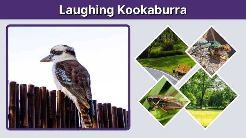 Laughing Kookaburra Habitat, Diet, Lifespan, and Facts