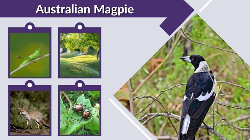 Australian Magpie Habitat, Diet, Lifespan, and Facts