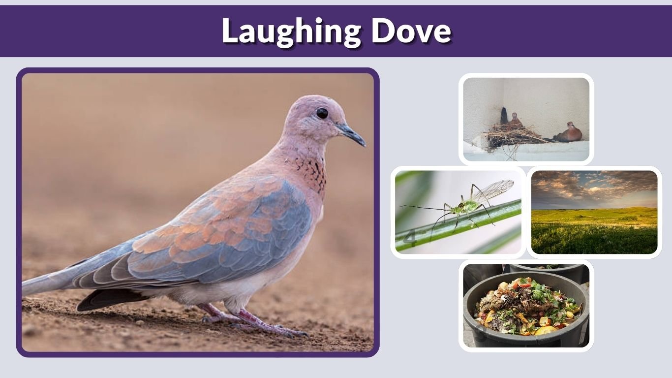 Laughing Dove: Sound, Habitat, Behavior, Diet & Facts