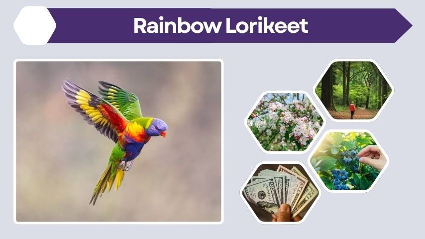 Rainbow Lorikeet Facts, Habitat, Diet, and Lifespan