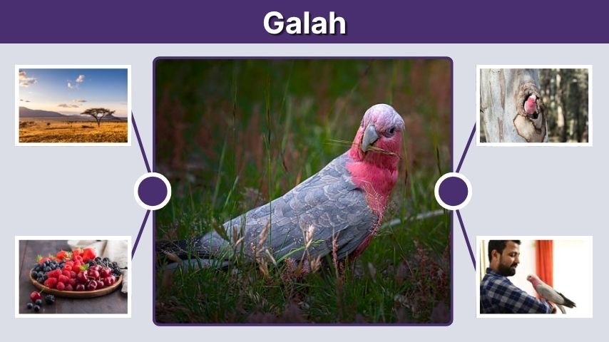 Galah Lifespan, Personality and Habitat Facts