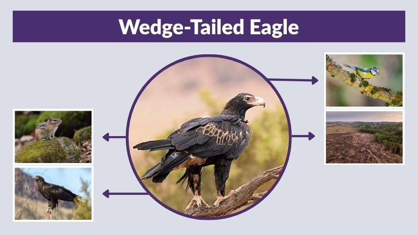 Wedge-Tailed Eagle Facts, Habitat, Size, and Behavior Guide