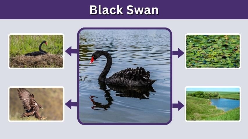 Black Swan Facts, Habitat, Diet, and Behavior Guide