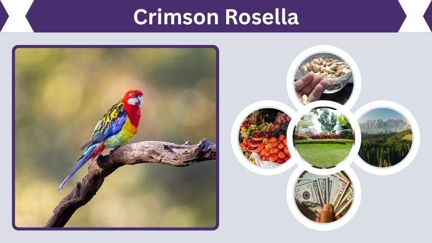 Crimson Rosella Facts, Habitat, Diet, and Care