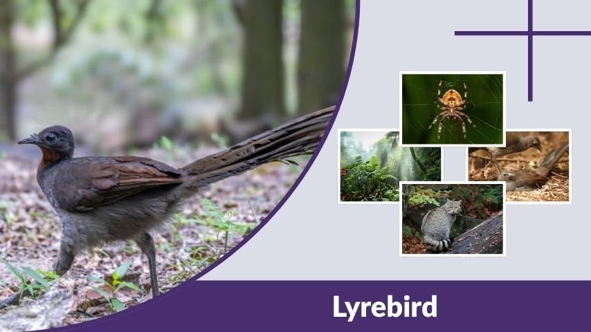 Lyrebird: Habitat, Diet, Behavior, and Interesting Facts