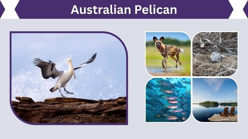 Australian Pelican Facts, Habitat and Diet Guide