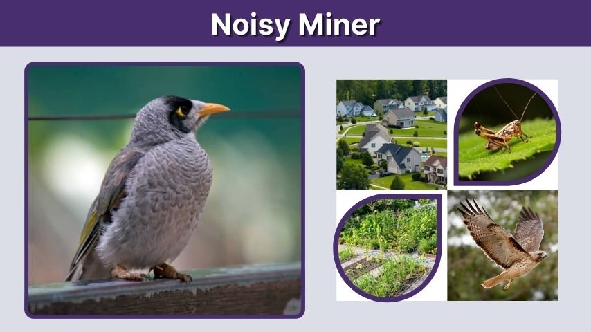 Noisy Miner Facts, Habitat, Diet, and Behavior Guide
