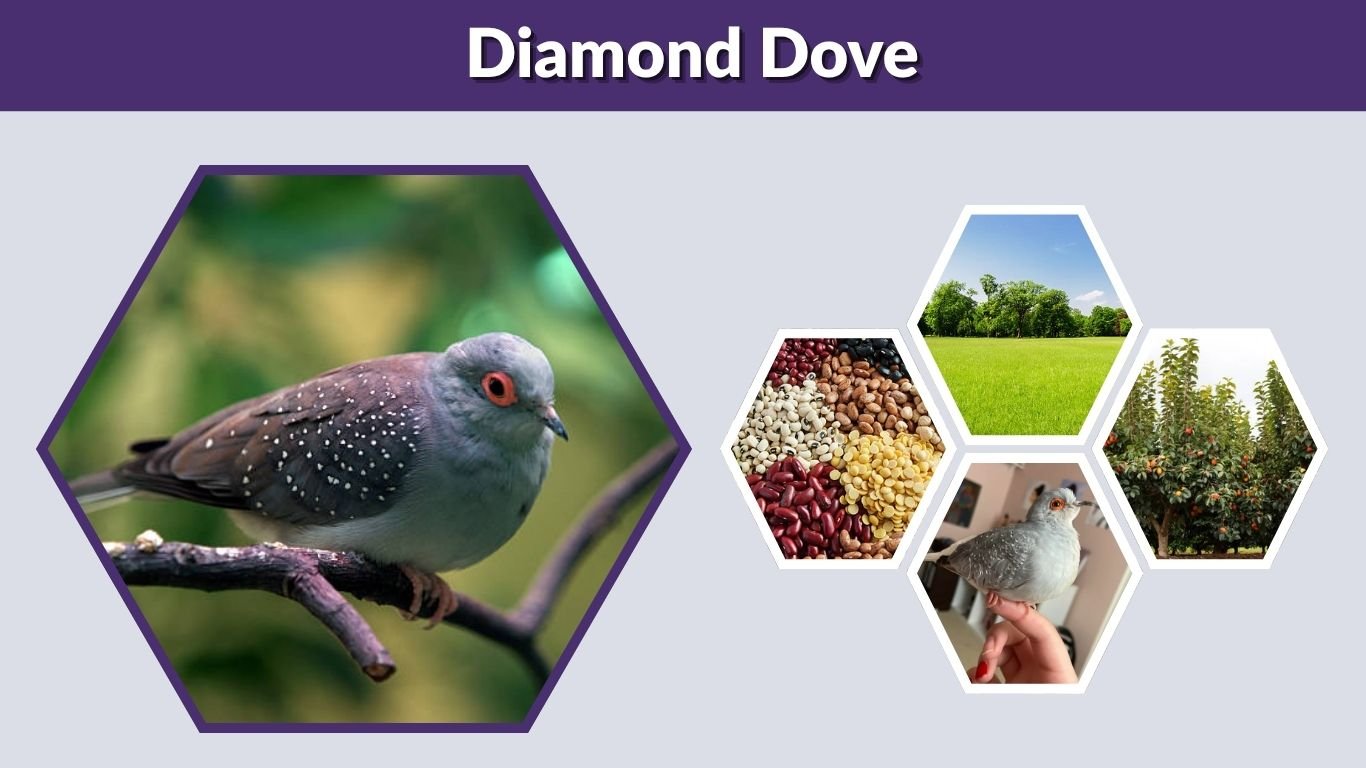 Diamond Dove: Habitat, Diet, Lifespan, and Care Tips