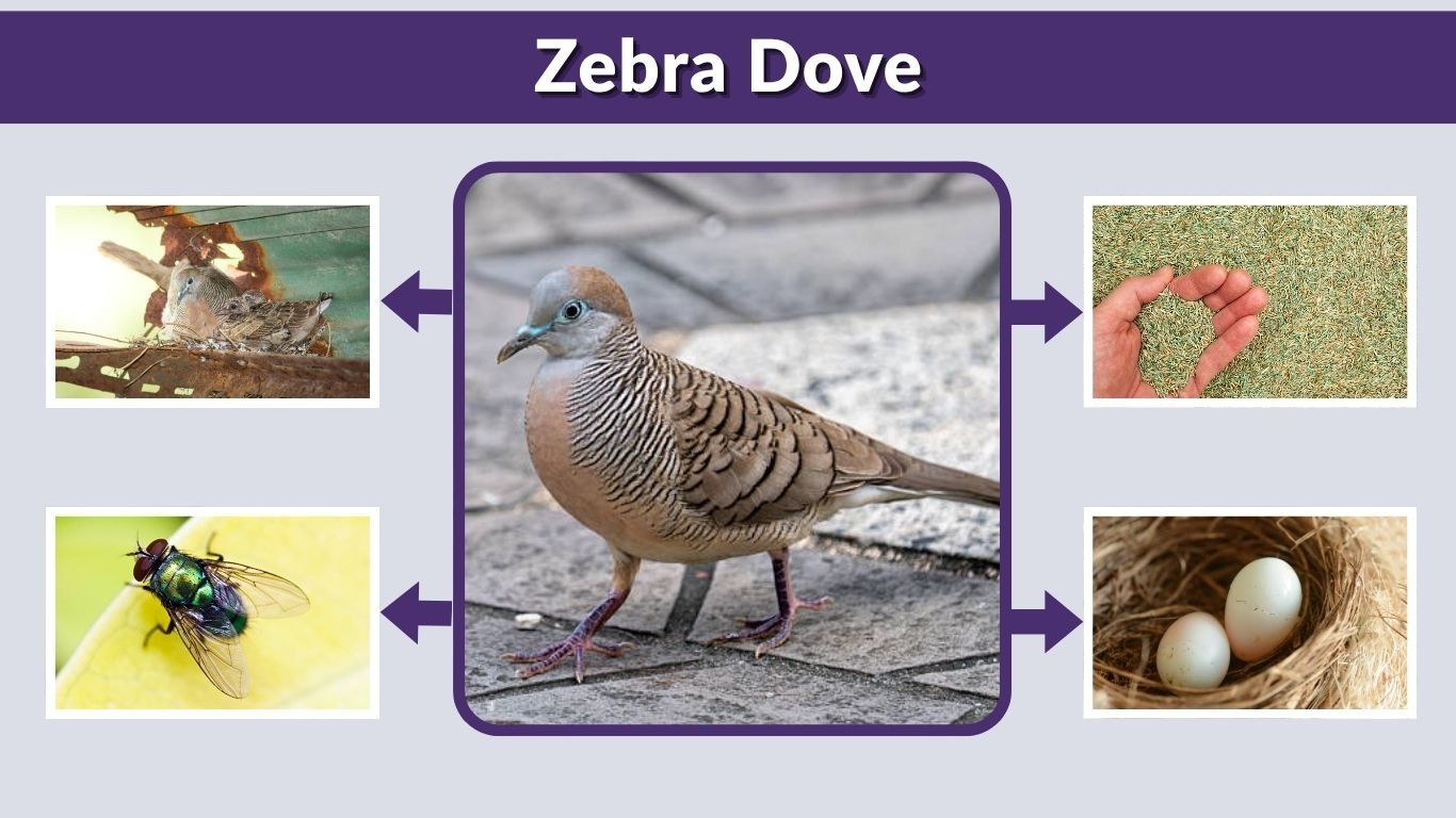 Zebra Dove Identification, Diet, Lifespan, Nest, Eggs and Facts