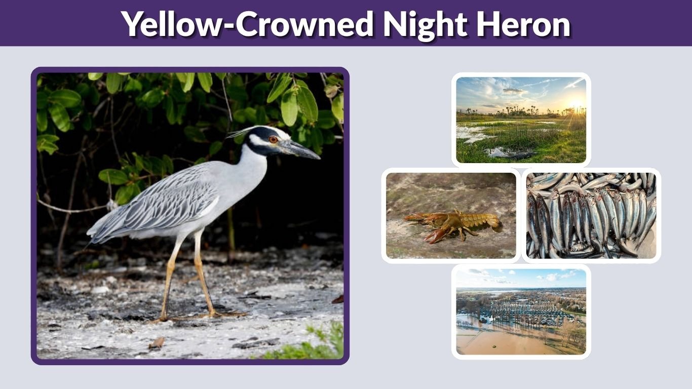 Yellow-Crowned Night Heron: Facts, Diet and Habitat Range