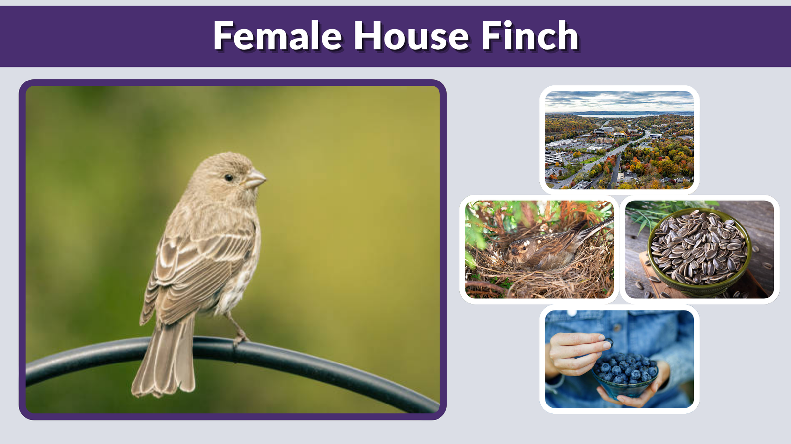 Female House Finch: Identification, Behavior & Habitat