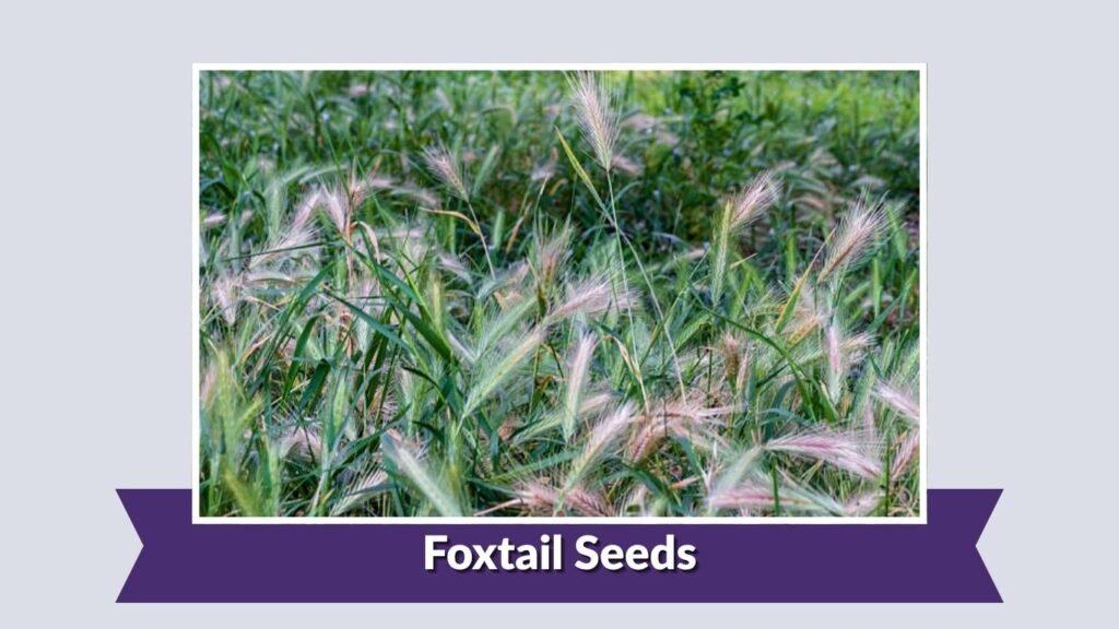 Foxtail Seeds