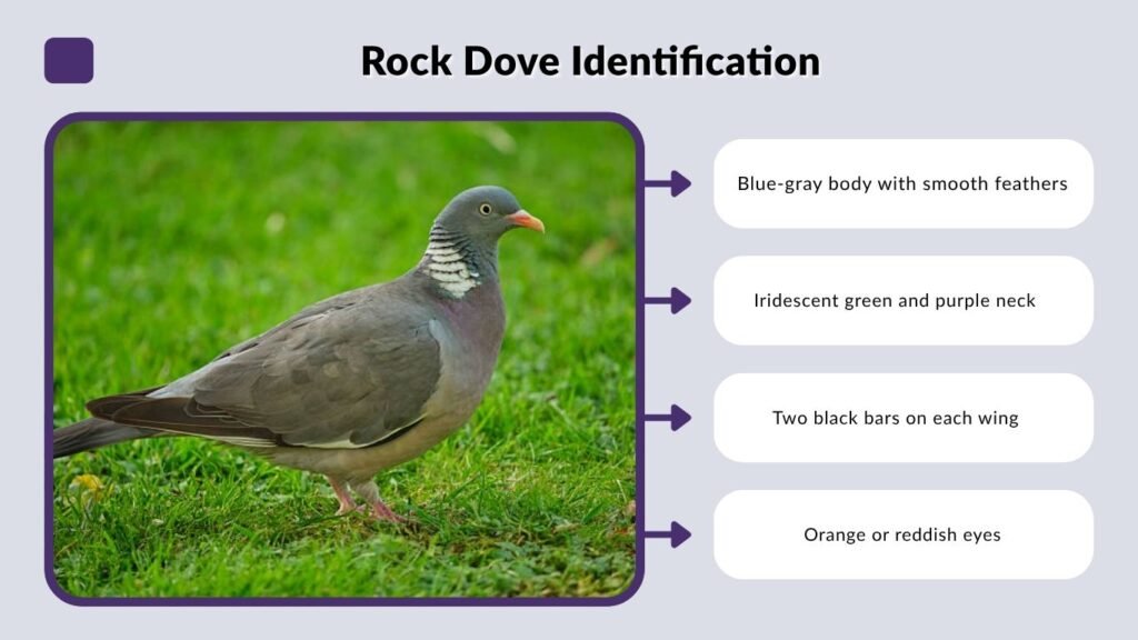 Rock Dove Identification