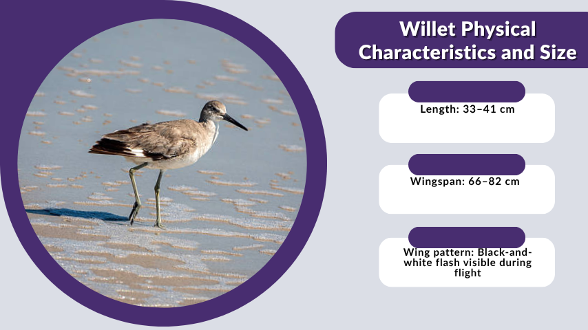Willet Physical Characteristics and Size