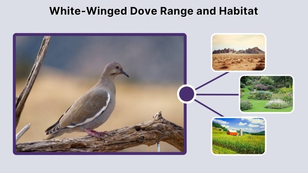White-Winged Dove Range and Habitat