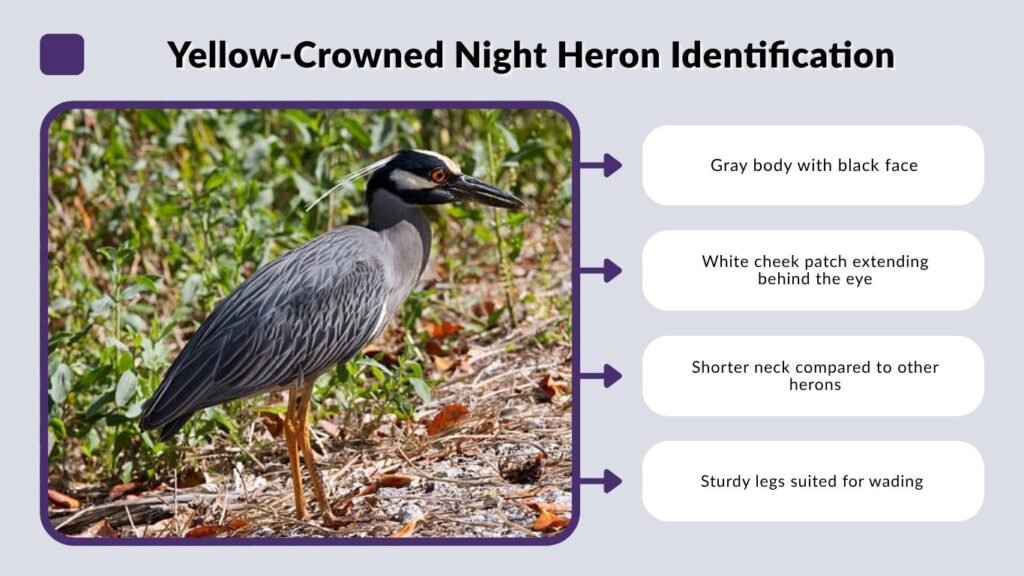 Yellow-Crowned Night Heron Identification