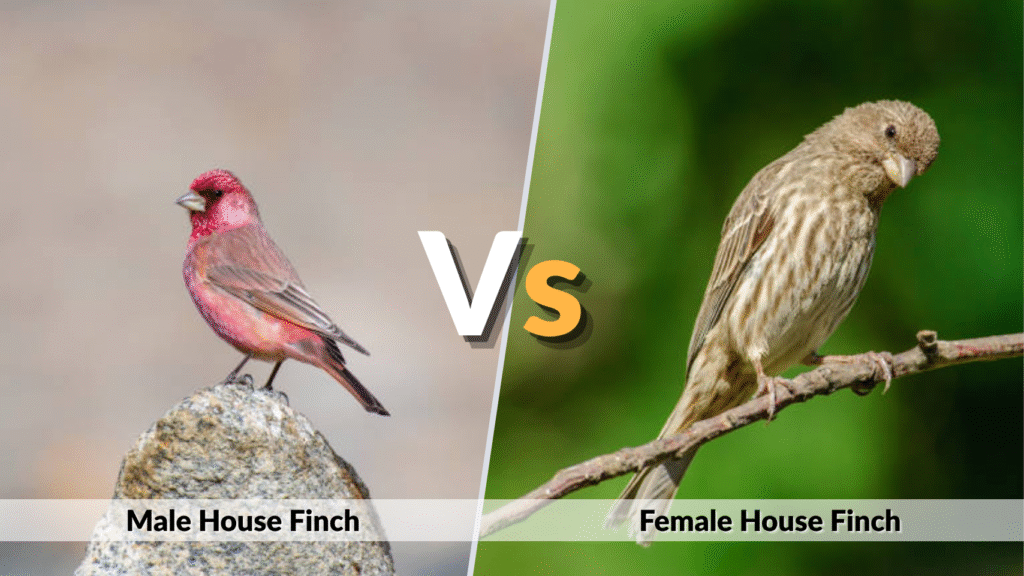 Male vs Female House Finch
