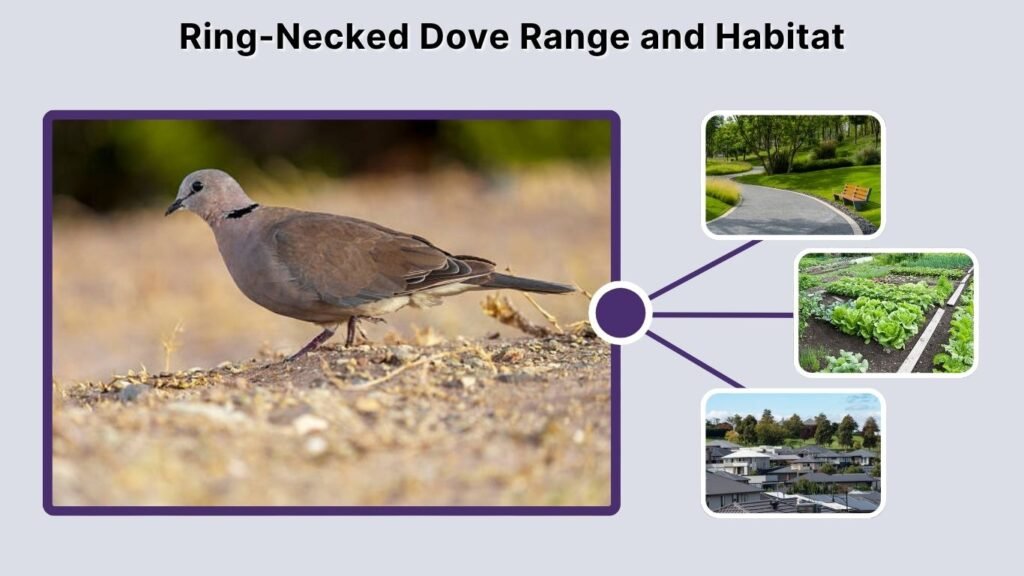 Ring-Necked Dove Range and Habitat