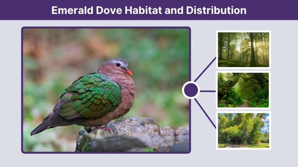 Emerald Dove Habitat and Distribution