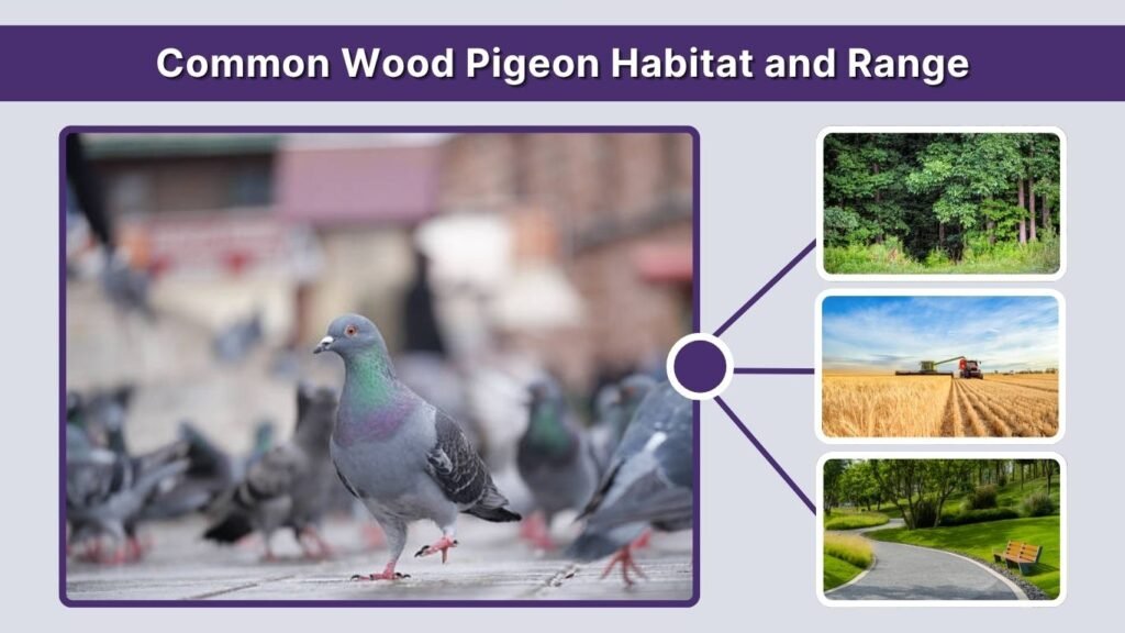Common Wood Pigeon Habitat and Range