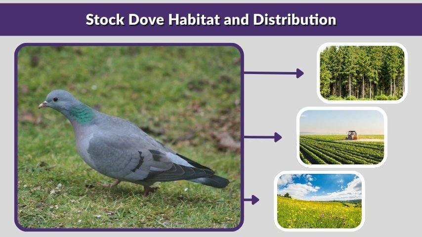 Stock Dove Habitat and Distribution