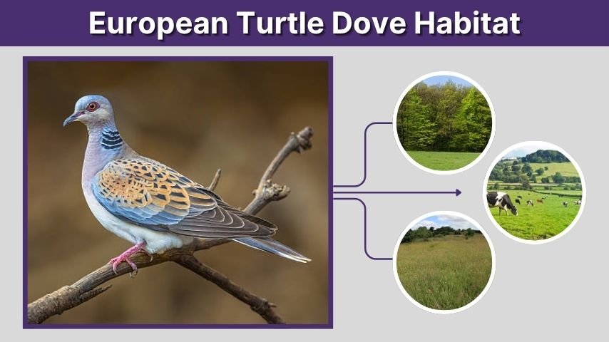 European Turtle Dove Habitat