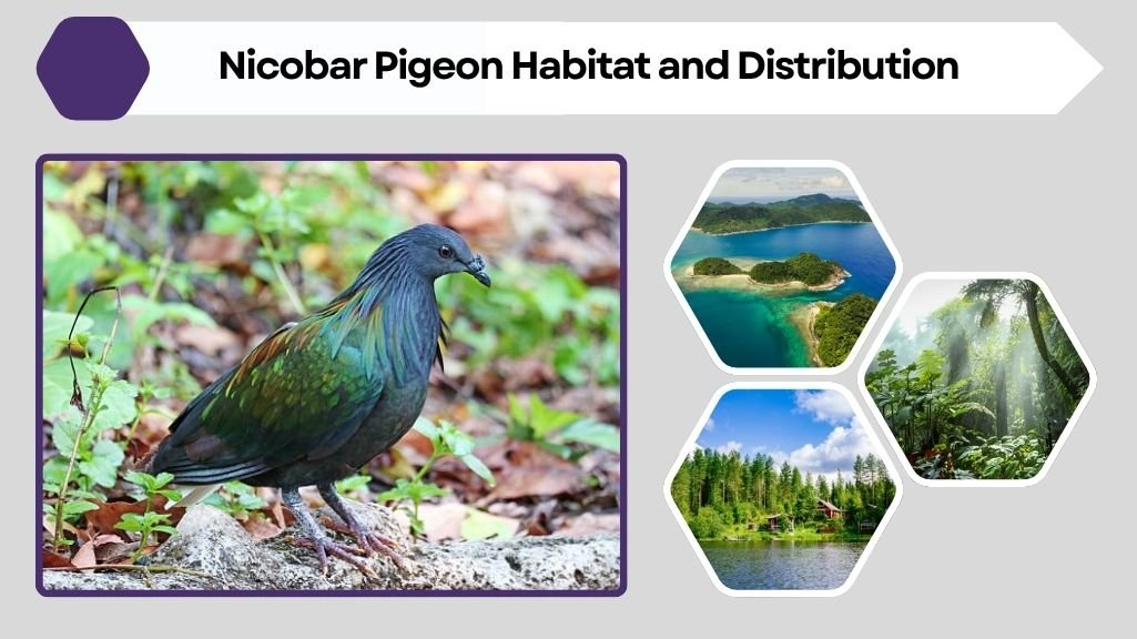 Nicobar Pigeon Habitat and Distribution
