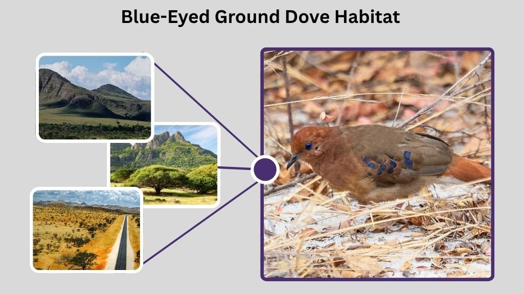 Blue-Eyed Ground Dove Habitat