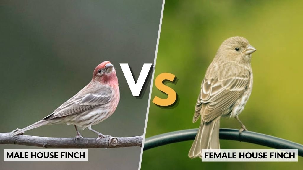 Male vs Female House Finch