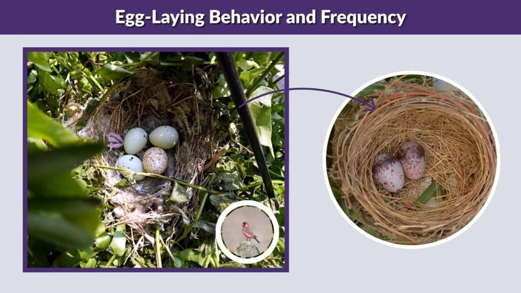 Egg-Laying Behavior and Frequency