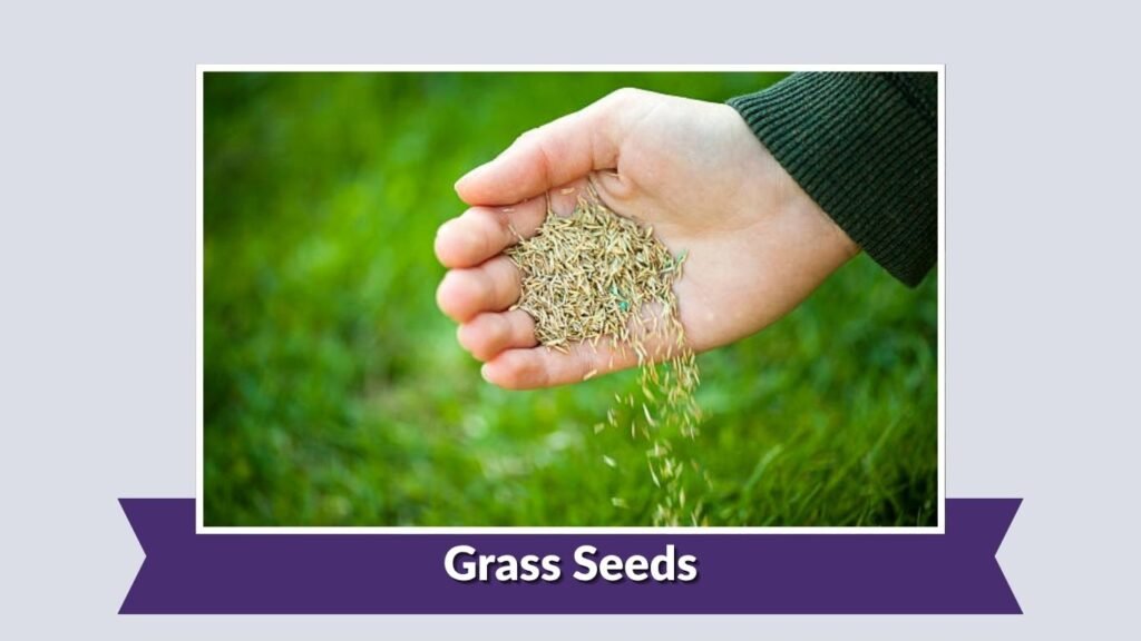 Grass Seeds