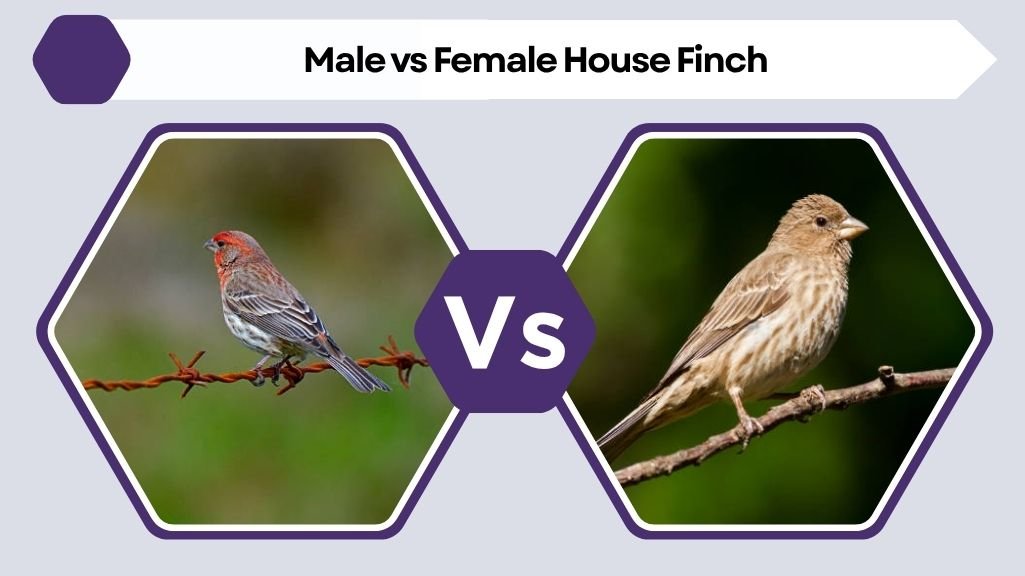 Male vs Female House Finch