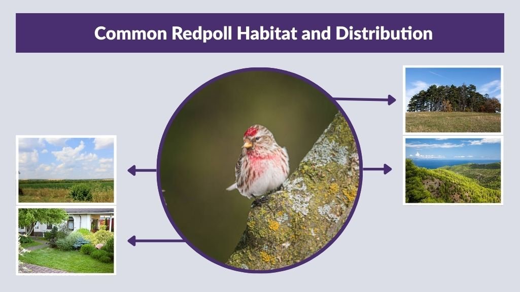 Common Redpoll Habitat and Distribution
