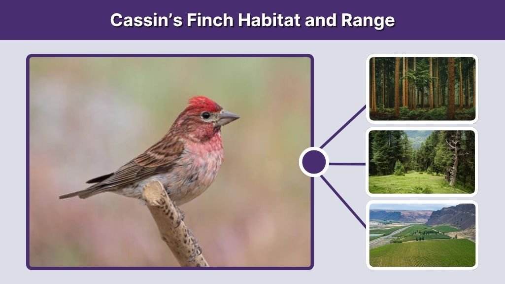 Cassin’s Finch Habitat and Range