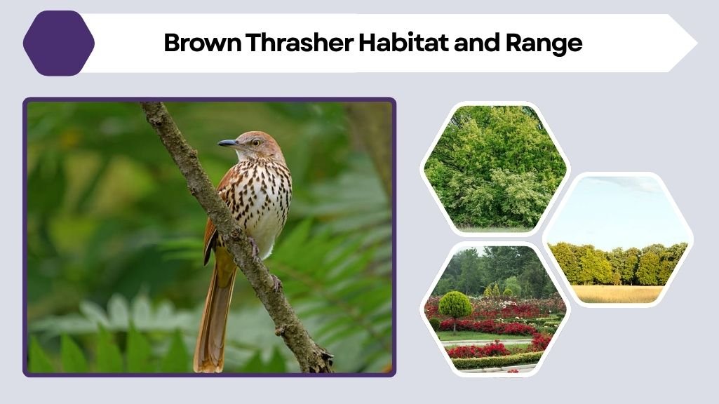 Brown Thrasher Habitat and Range