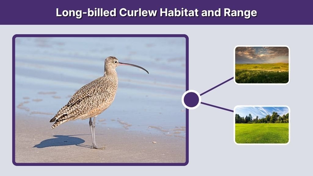 Long-billed Curlew Habitat and Range