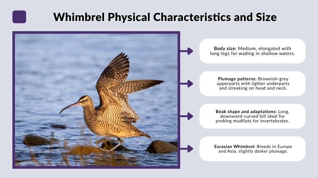 Whimbrel Physical Characteristics and Size