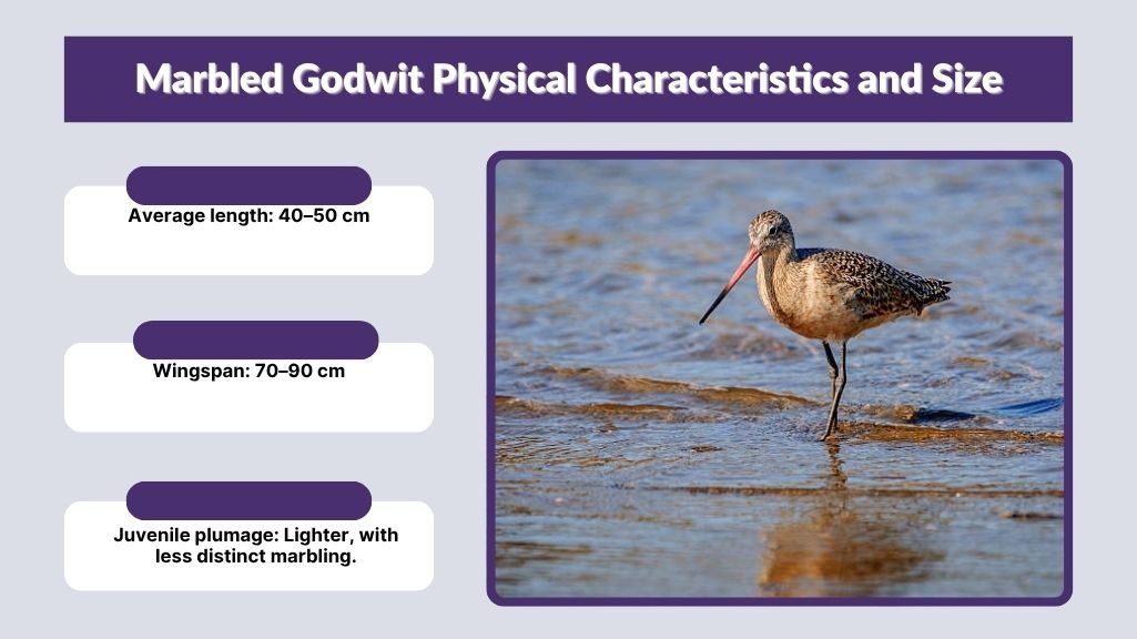 Marbled Godwit Physical Characteristics and Size