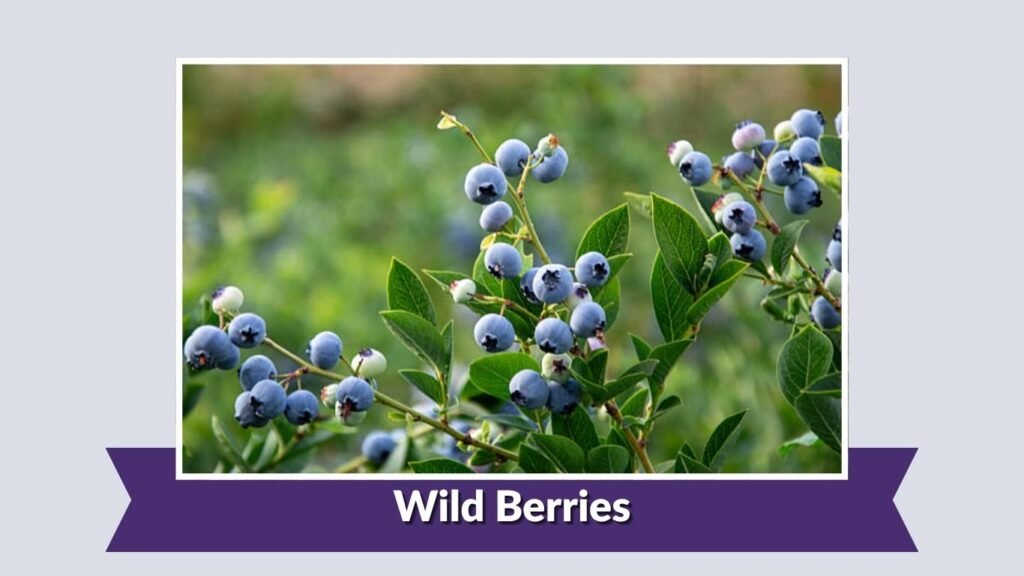 Wild Berries