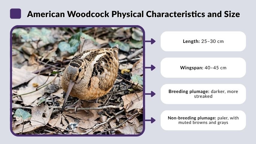 American Woodcock Physical Characteristics and Size