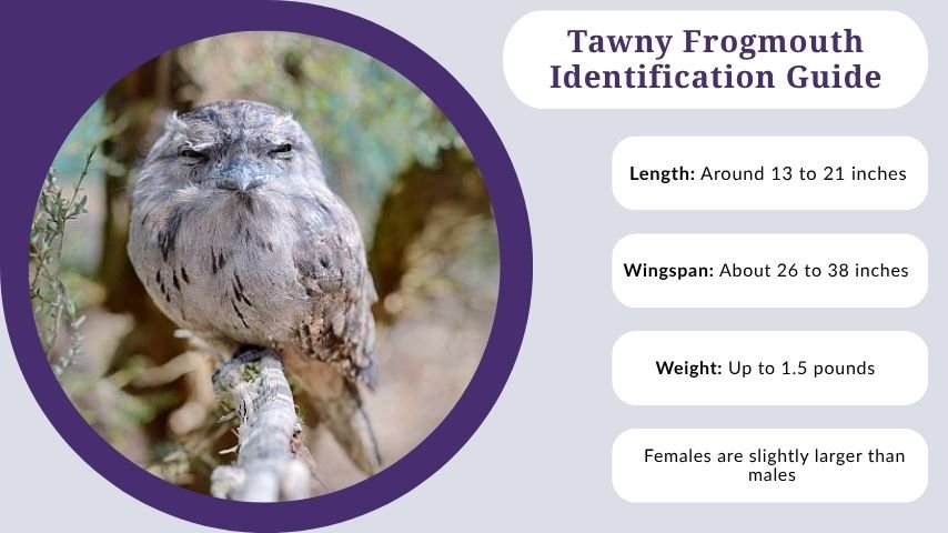 Tawny Frogmouth Identification Guide