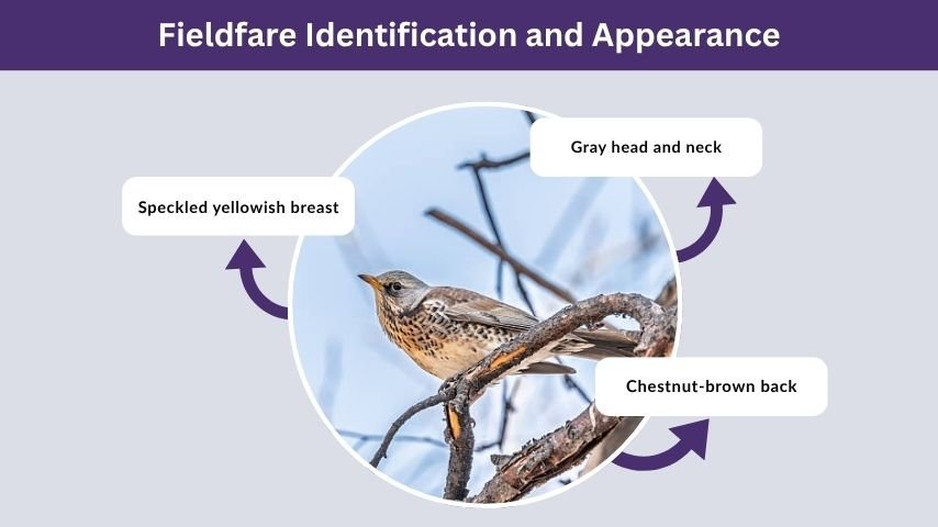 Fieldfare Identification and Appearance
