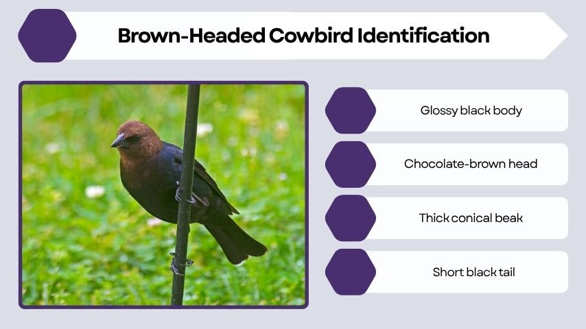Brown-Headed Cowbird Identification