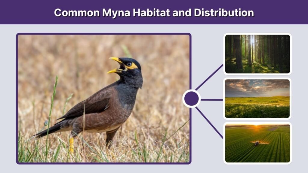 Common Myna Habitat and Distribution