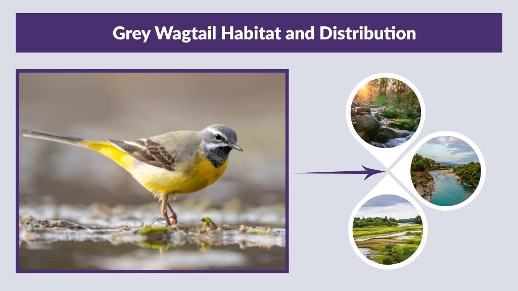 Grey Wagtail Habitat and Distribution