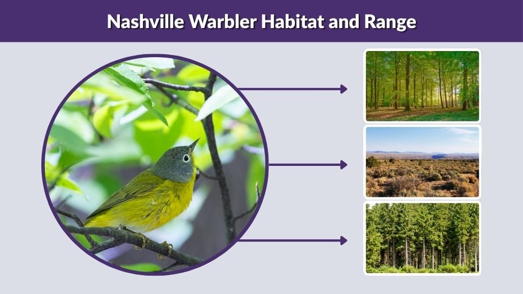 Nashville Warbler Habitat and Range