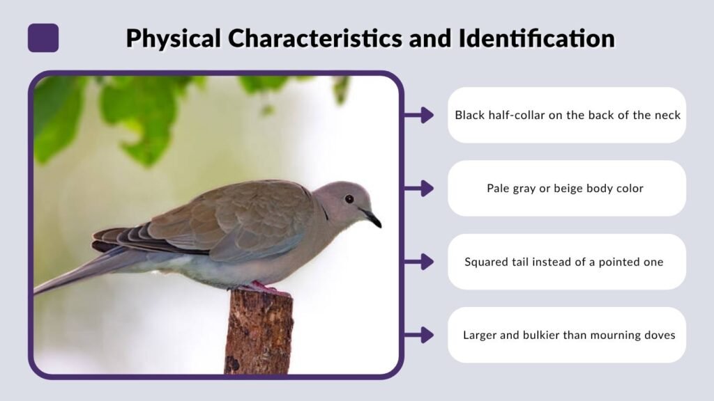 How to Identify a Eurasian Collared Dove