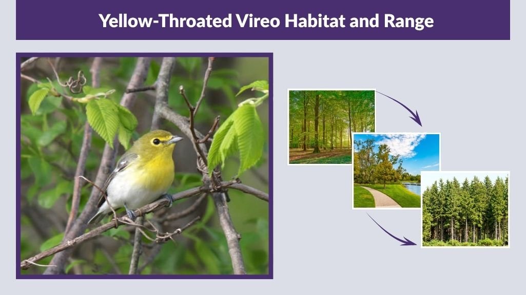 Yellow-Throated Vireo Habitat and Range