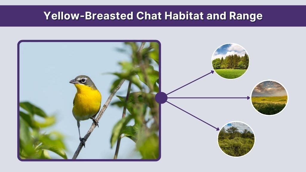 Yellow-Breasted Chat Habitat and Range