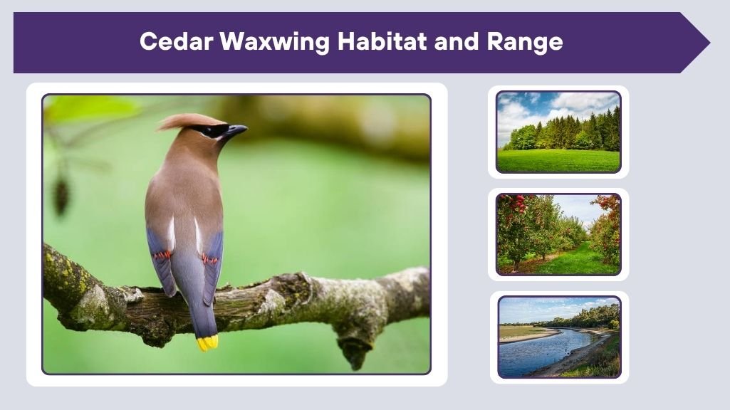 Cedar Waxwing Habitat and Range